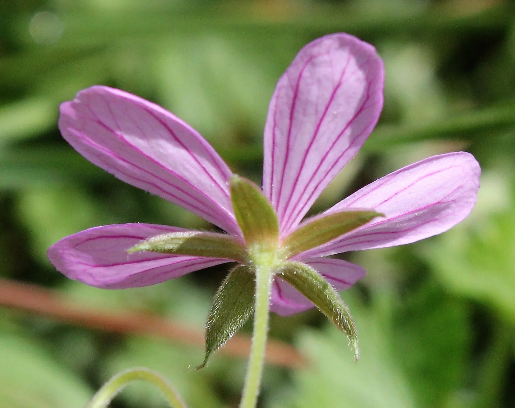 Geranium Asphodeloides Flower seeds for Planting Bright Blooms Heirloom & GMO Free Seeds for Home Garden