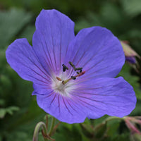 Geraniaceae Flower seeds for Planting Vibrant Colors Heirloom & GMO Free Seeds for Home Garden