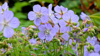 Heirloom Geranium Pratense Flower seeds for Planting Bright Blooms Heirloom & GMO Free Seeds for Home Garden