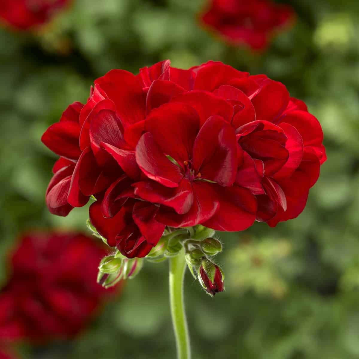Red Geranium Flower seeds for Planting Premium Quality Heirloom & GMO Free Seeds for Home Garden
 
 Sale