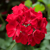 Dark Red Pelargonium Flower seeds for Planting - Garden Favorite, Heirloom & GMO Free Seeds for Home Garden
