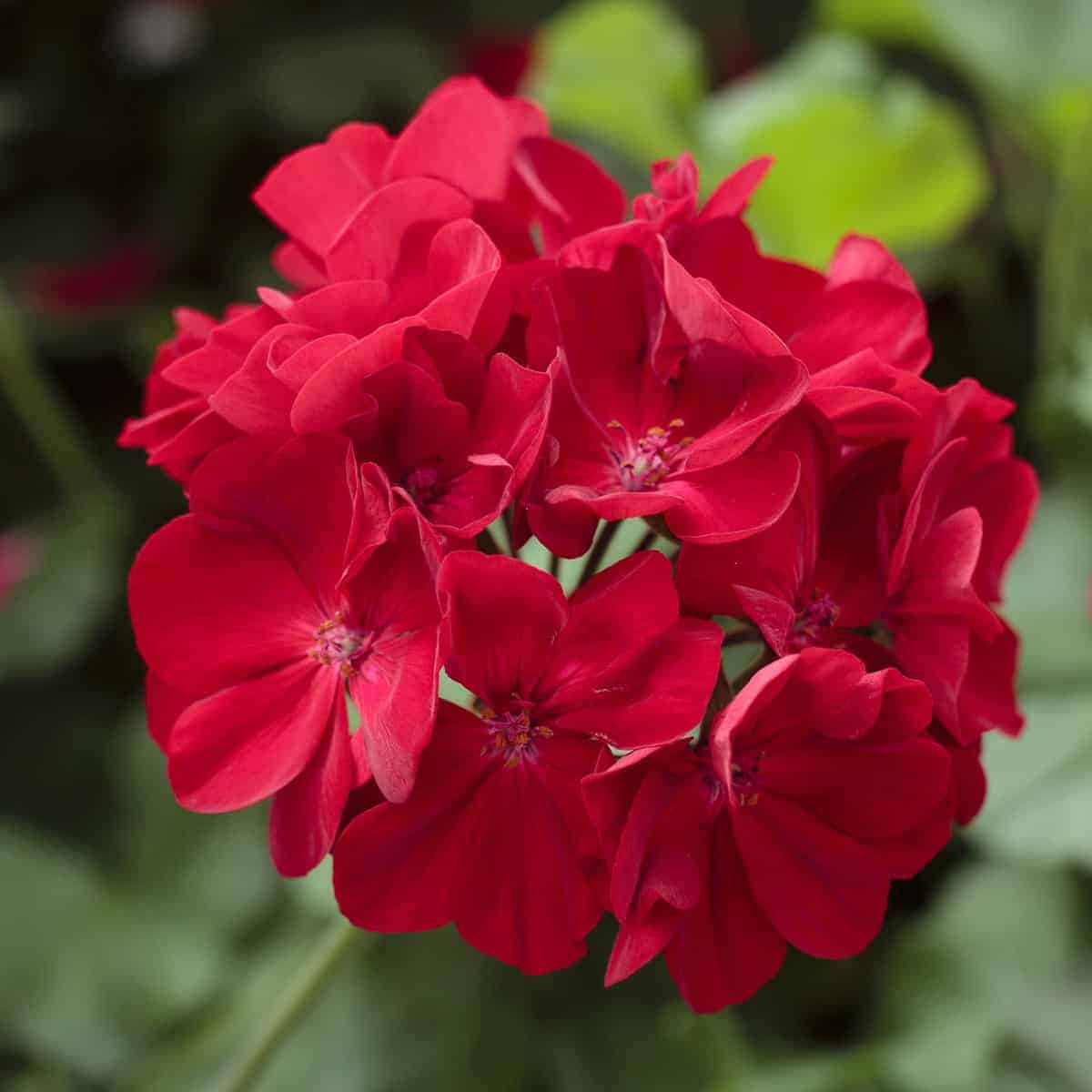 Red Geranium Flower seeds for Planting Vibrant Colors Heirloom & GMO Free Seeds for Home Garden
 
 Sale