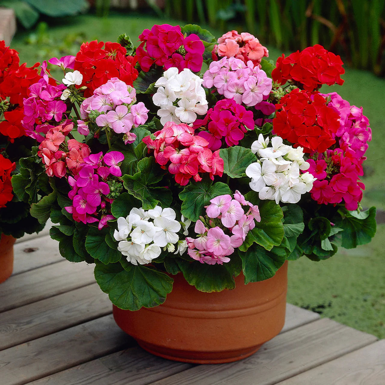 Mixed Geranium Flower seeds for Planting Sun Loving Heirloom & GMO Free Seeds for Home Garden
 
 Sale