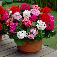 Multi Geranium Flower Seeds Long Bloom Season Heirloom & GMO Free Seeds for Home Garden
 
 Sale