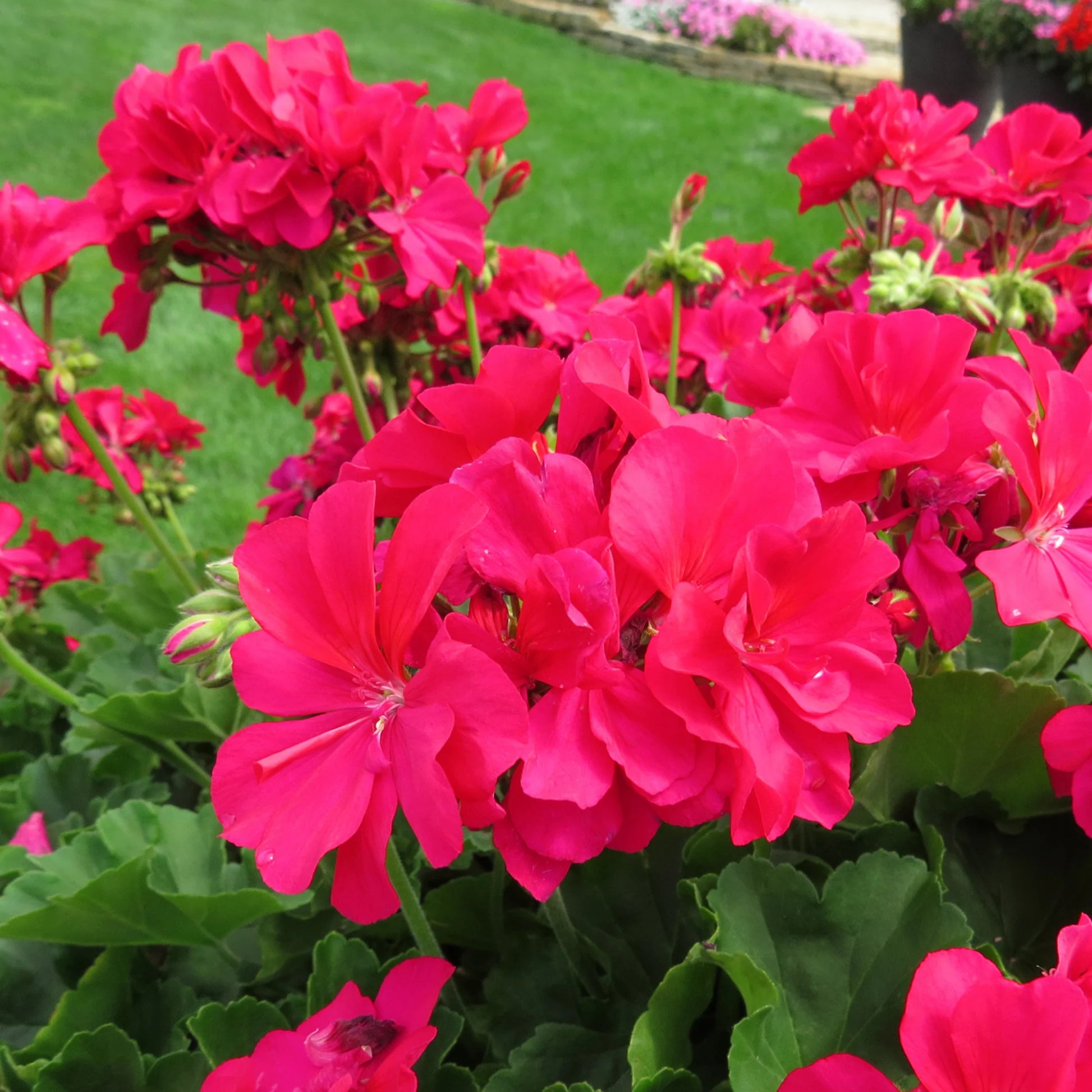 Dark Pink Geranium Apple Blossom Flower Seeds for Planting