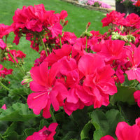 Dark Pink Geranium Apple Blossom Flower Seeds for Planting