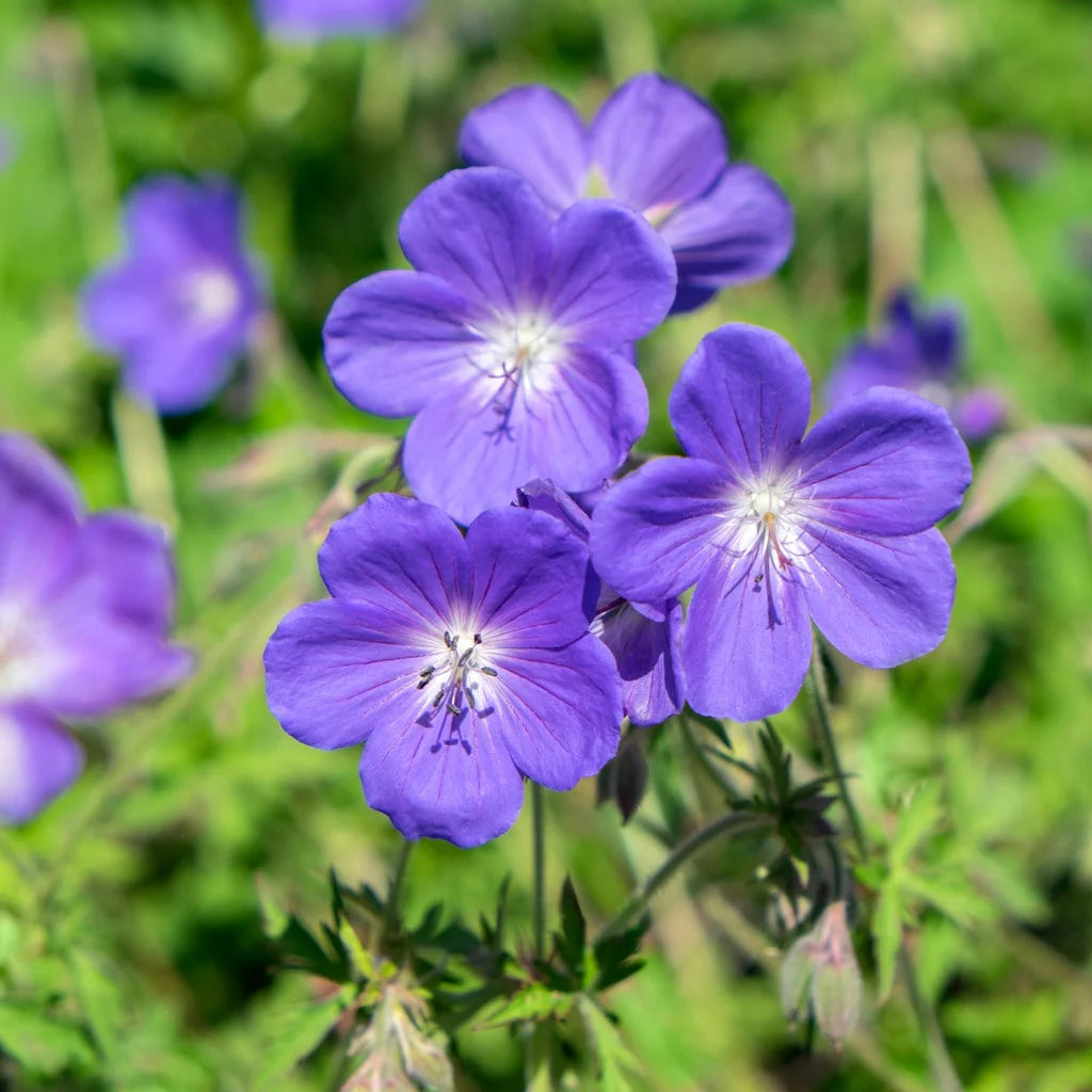 Blue Geranium Seeds for Planting - Beautiful Perennial Blooms
