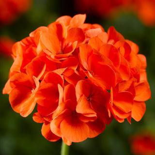Orange Pelargonium Peltatum Flower Seeds for Planting Drought Tolerant Heirloom & GMO Free Seeds for Home Garden
 
 Sale