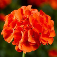 Orange Pelargonium Peltatum Flower Seeds for Planting Drought Tolerant Heirloom & GMO Free Seeds for Home Garden
 
 Sale