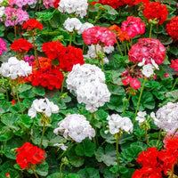 Mixed Geranium Flower seeds for Planting Sun Loving Heirloom & GMO Free Seeds for Home Garden
 
 Sale