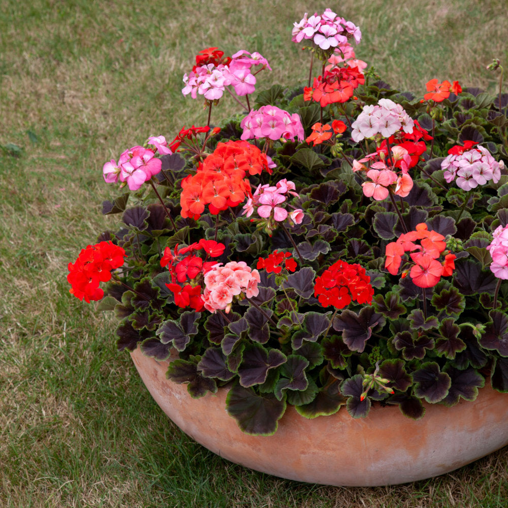 Mixed Geranium Flower Seeds for Easy Planting