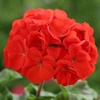 Deep Red Geranium Flower seeds for Planting - Bright Blooms, Heirloom & GMO Free Seeds for Home Garden