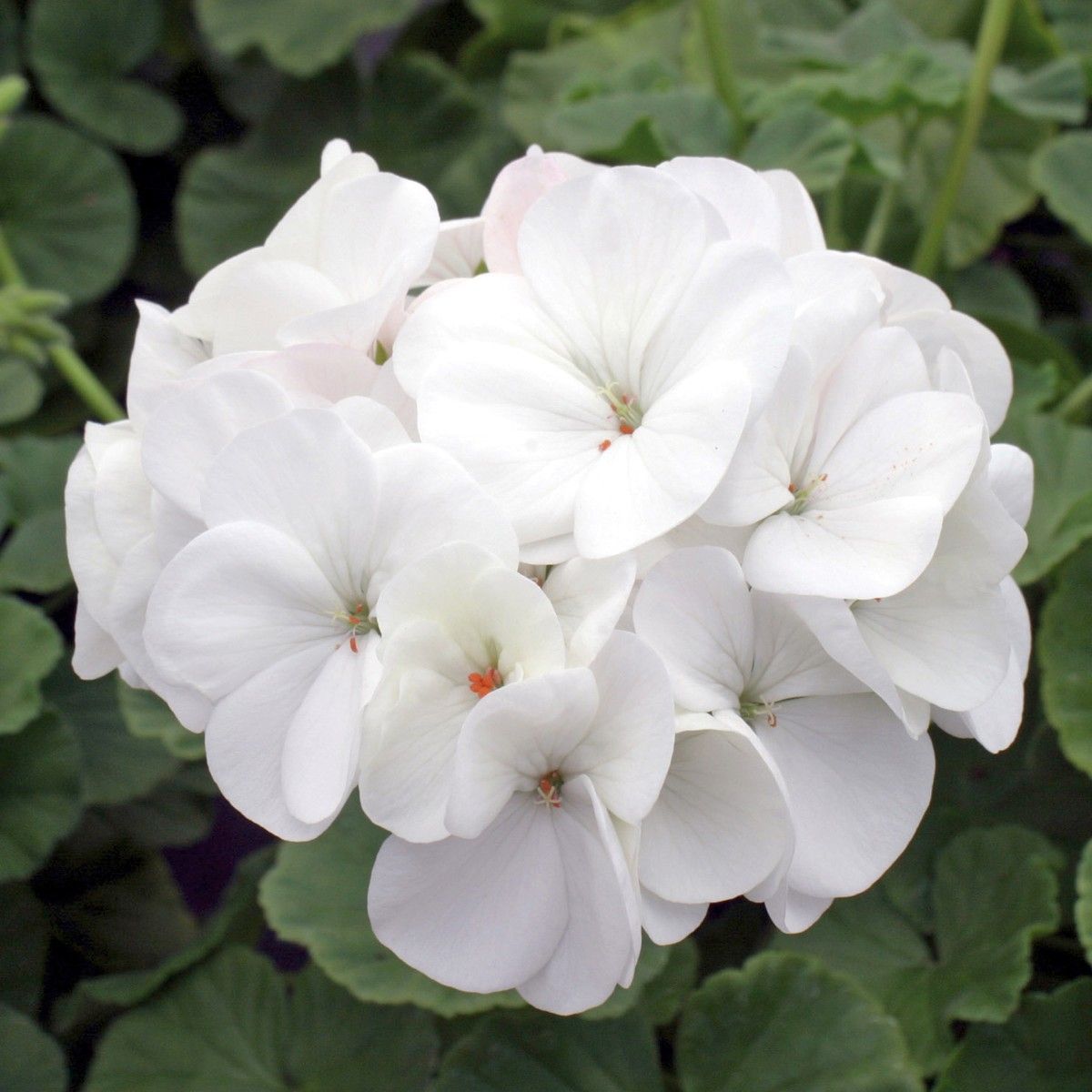 White Geranium Flower Seeds for Planting | Easy-to-Grow Annual Flower Seeds