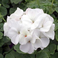 White Geranium Flower Seeds for Planting | Easy-to-Grow Annual Flower Seeds