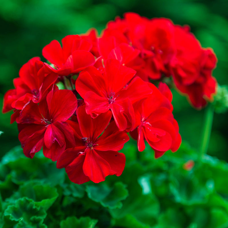 Maverick Scarlet Flower seeds for Planting Hardy Variety Heirloom & GMO Free Seeds for Home Garden