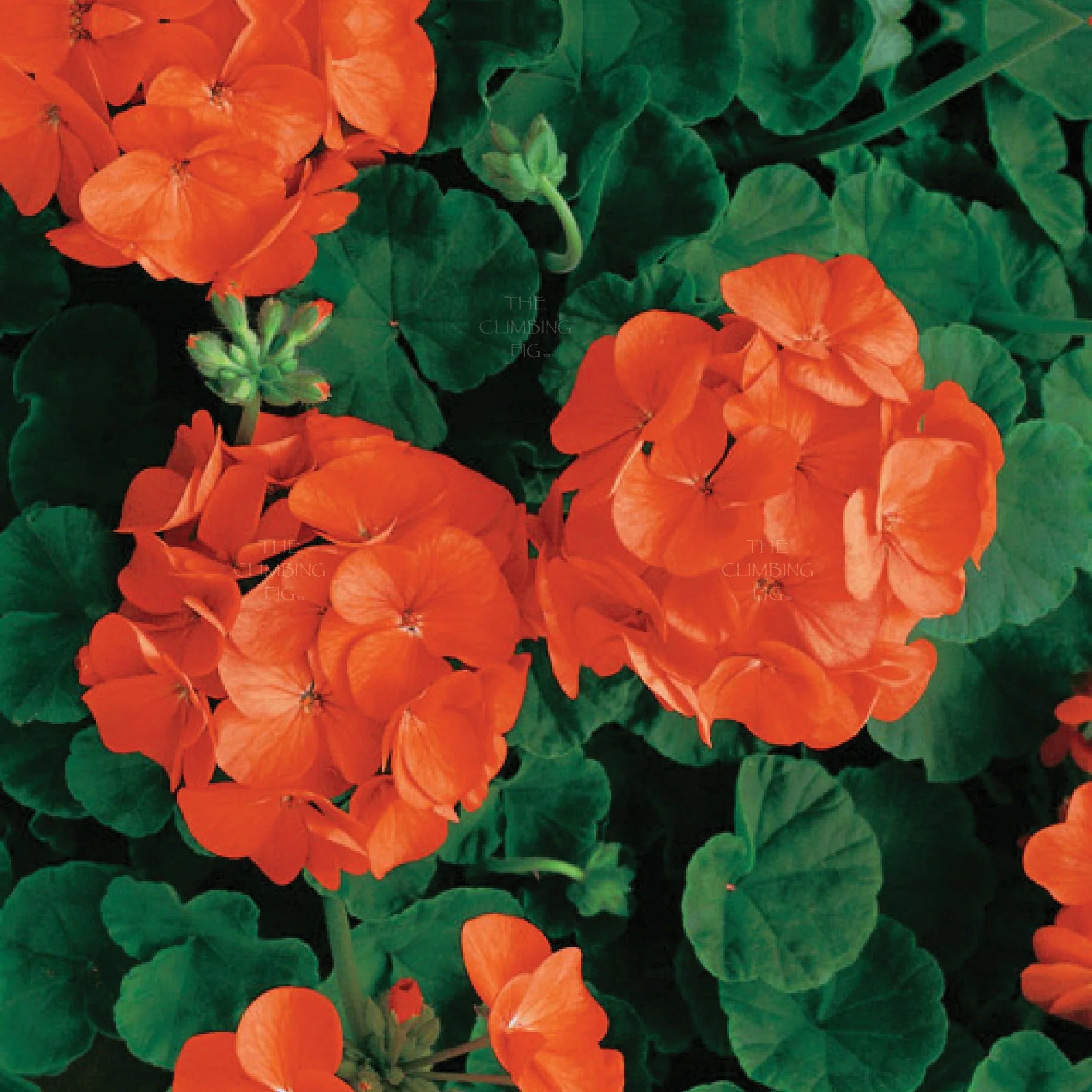 Orange Geranium Flower Garden Seeds Flower seeds for Planting - Sun Loving, Heirloom & GMO Free Seeds for Home Garden