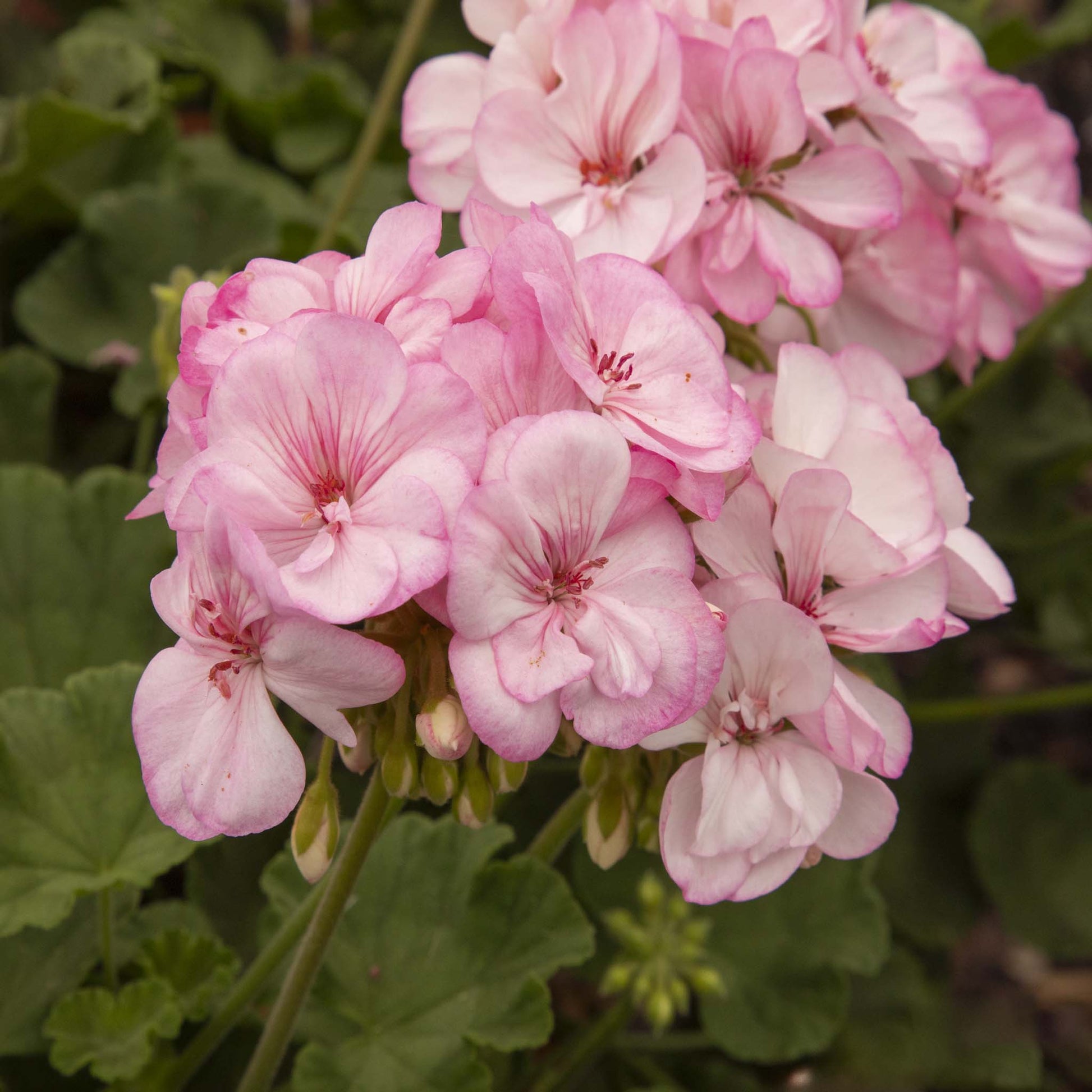 Light Pink Univalve Geranium Flower seeds for Planting - Vibrant Colors, Heirloom & GMO Free Seeds for Home Garden