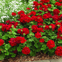Geraniums Red Flower seeds for Planting - Long Bloom Season, Heirloom & GMO Free Seeds for Home Garden
 
 Sale seeds for planting in home garden