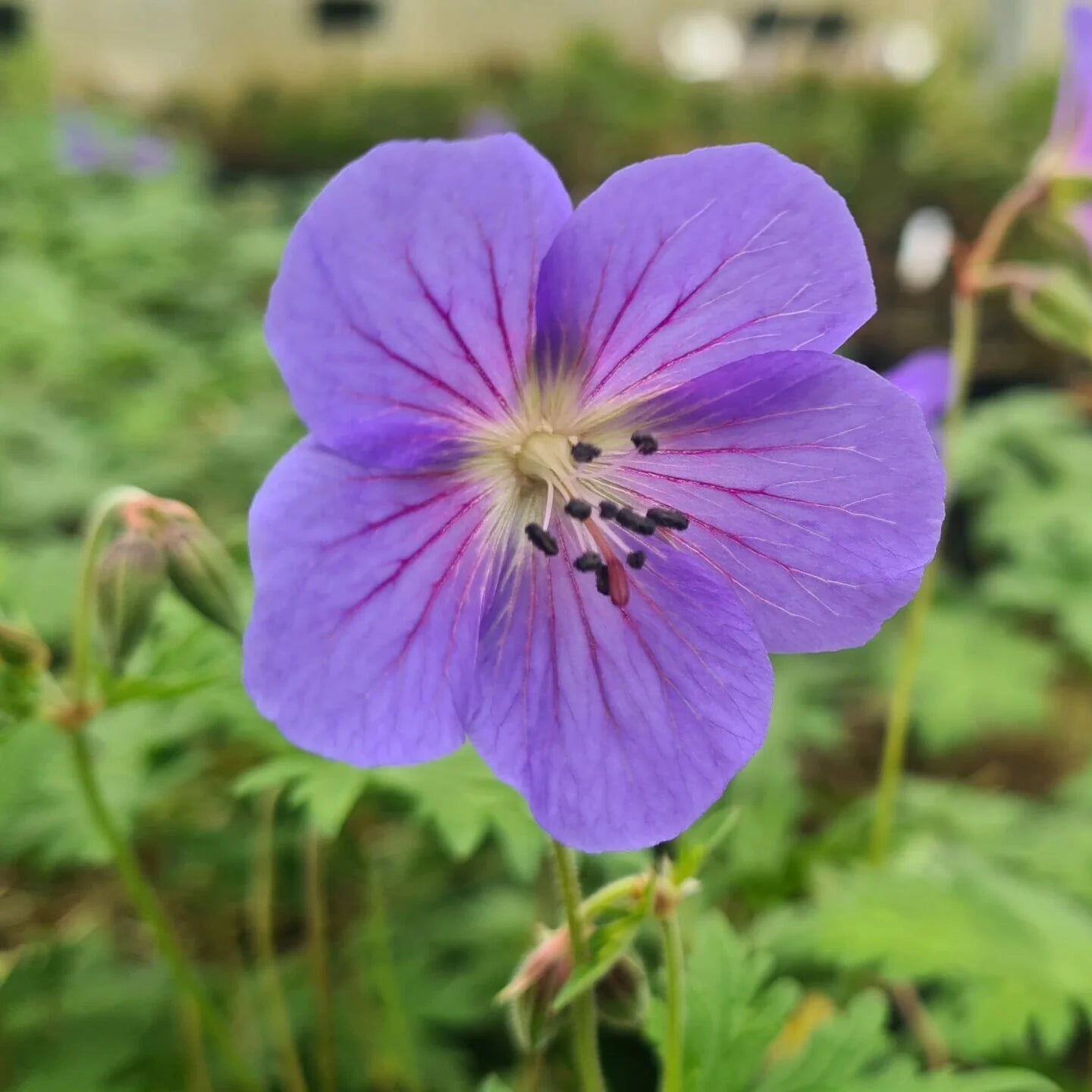 Deep Blue Geranium Flower seeds for Planting Sun Loving Heirloom & GMO Free Seeds for Home Garden 
 
 Sale