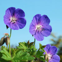 Sky Blue Green Geranium Seeds for Planting