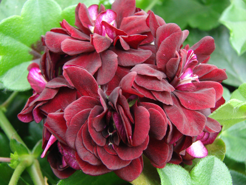 Dark Pink Black Geranium Flower Seeds for Planting - Vibrant and Elegant