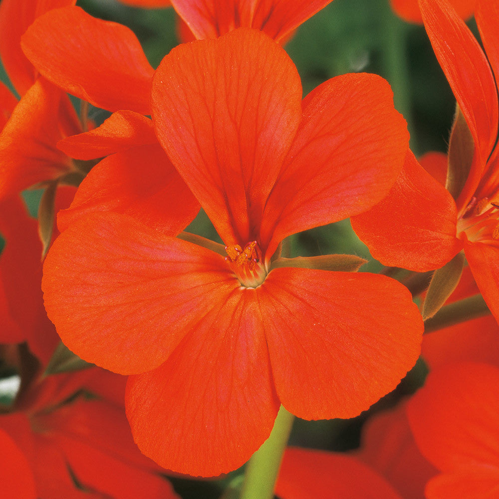 Climbing Geranium Flower Seeds - Vibrant Orange for Planting | Enhance Your Garden with Beautiful Seeds