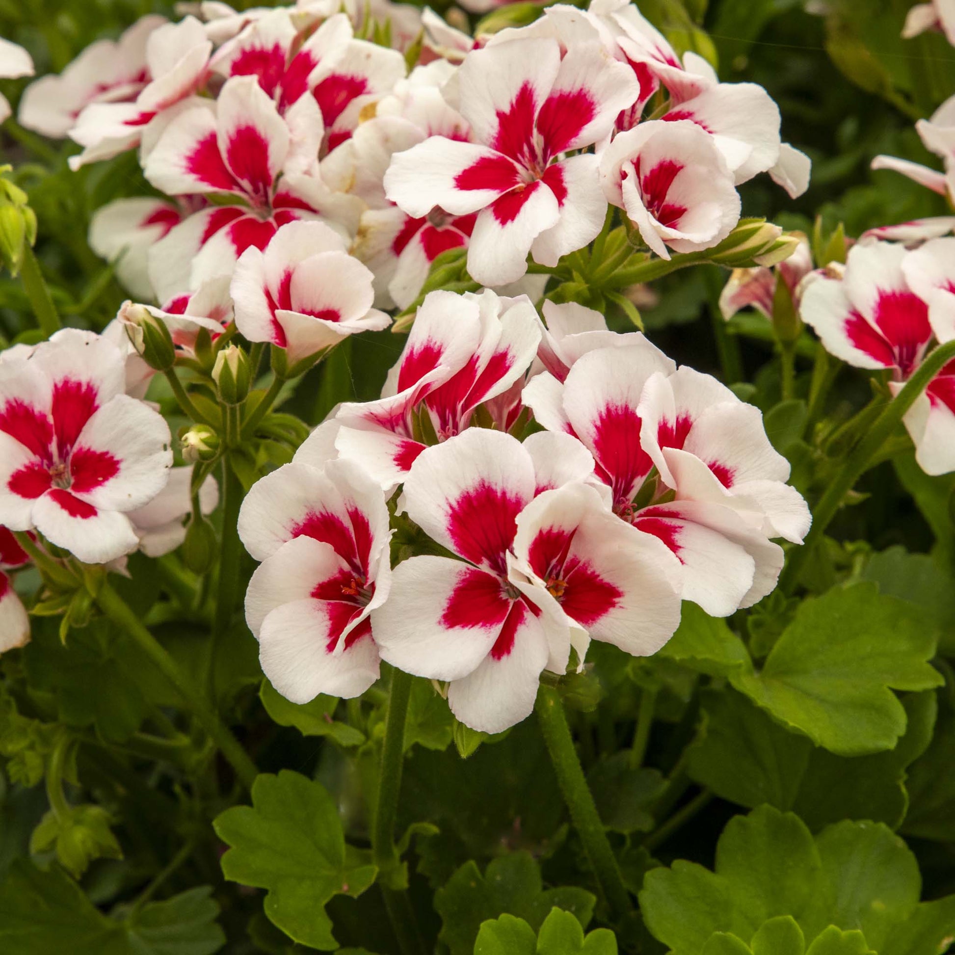 Red & White Geranium Flower seeds for Planting - Vibrant Colors, Heirloom & GMO Free Seeds for Home Garden
