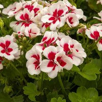 Red & White Geranium Flower seeds for Planting - Vibrant Colors, Heirloom & GMO Free Seeds for Home Garden
