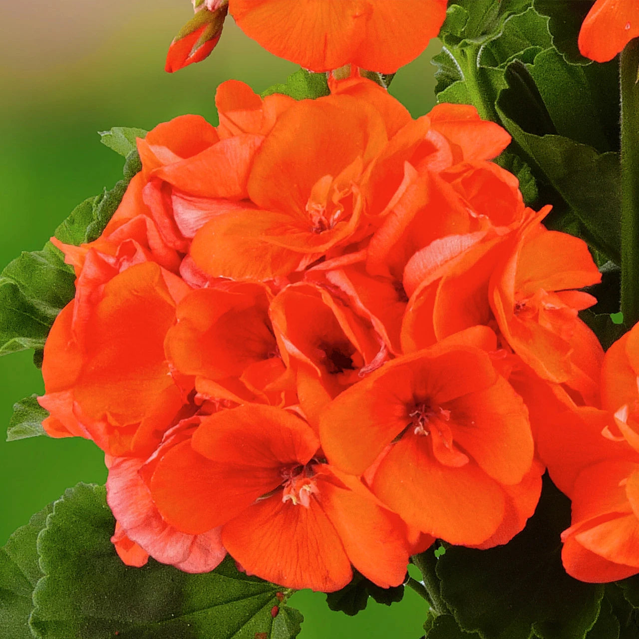 Orange Geranium Flower Garden Seeds Flower seeds for Planting - Sun Loving, Heirloom & GMO Free Seeds for Home Garden