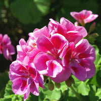 Pale Pink Pelargonium Hortorum Flower seeds for Planting - Drought Tolerant, Heirloom & GMO Free Seeds for Home Garden