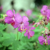 Bevans Flower seeds for Planting Garden Favorite Heirloom & GMO Free Seeds for Home Garden