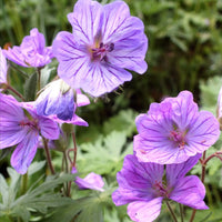 Violet Red Geranium Flower Seeds for Planting - Vibrant Garden Blooms
