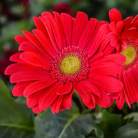 Hot Gerbera Seeds Chrysanthemum for Bold, Colorful Flower Blooms