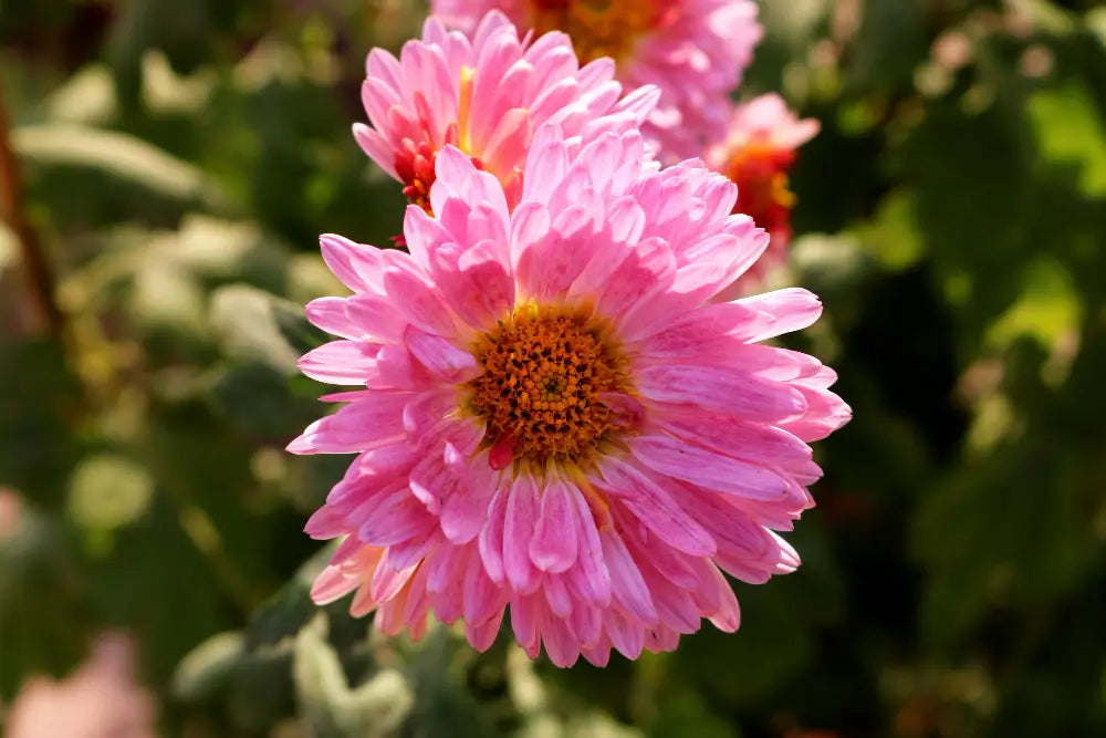 Hot Gerbera Seeds Chrysanthemum for Bold, Colorful Flower Blooms