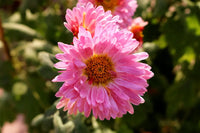 Hot Gerbera Seeds Chrysanthemum for Bold, Colorful Flower Blooms