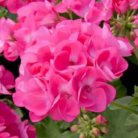 Pink Geranium Flower seeds for Planting - Garden Favorite, Heirloom & GMO Free Seeds for Home Garden