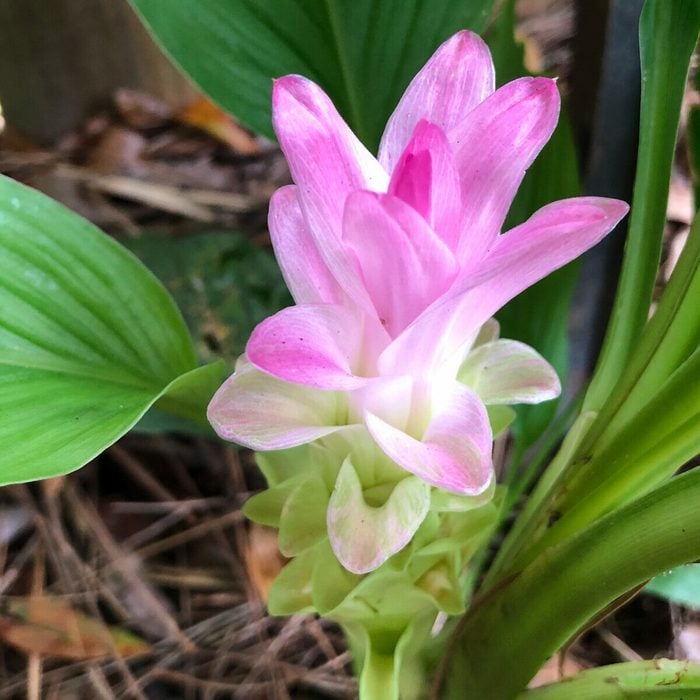 Rhizoma Curcuma Flower seeds for Planting - Wildflower Mix, Heirloom & GMO Free Seeds for Home Garden