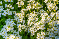 Aubrieta Rock Cascade Flower Seeds - White for Planting