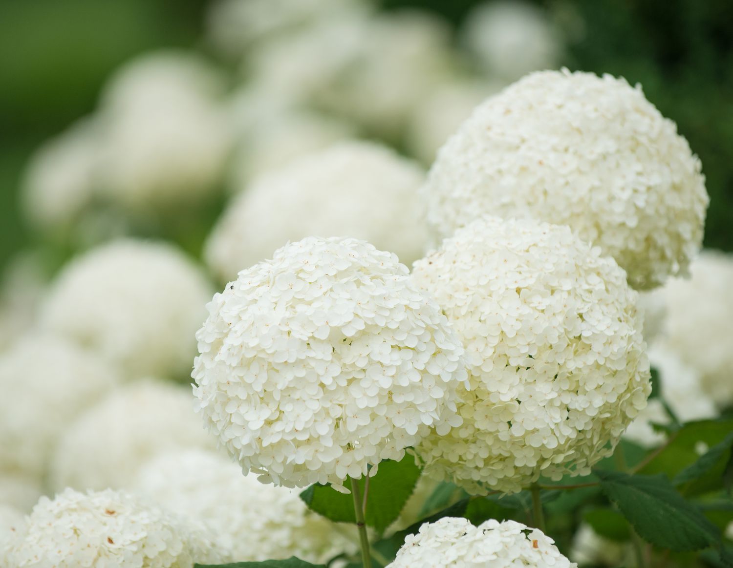White Perennial Flower Seeds for Planting – Colorful Display Heirloom & NonGMO Seeds for Home Garden
 
 Sale