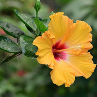 Yellow Hibiscus Flower seeds for Planting Premium Quality Heirloom & GMO Free Seeds for Home Garden 
 
 Sale