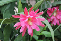 Light Pink Epiphyllum Flower Seeds for Planting – Heirloom NonGMO Organic Garden Seeds with High Germination
 
 Sale