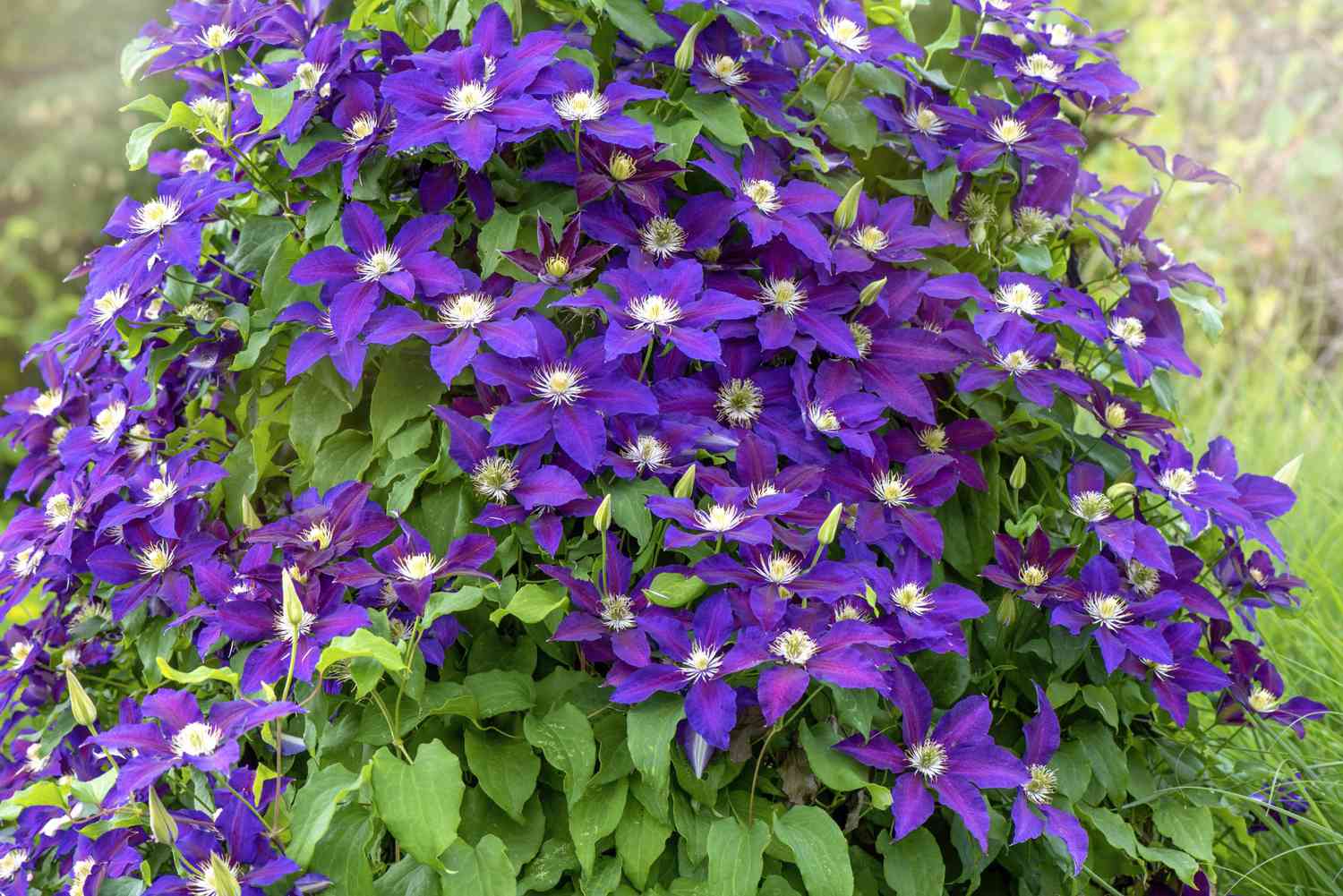 Perennial Vine Climbing Purple Flower Seeds for Vibrant Garden Planting