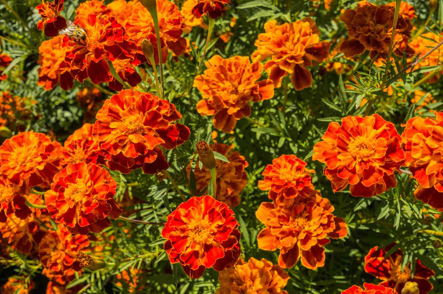 French Marigold Flower seeds for Planting, Hardy Variety Heirloom & GMO Free Seeds for Home Garden