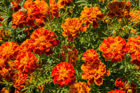 French Marigold Flower seeds for Planting, Hardy Variety Heirloom & GMO Free Seeds for Home Garden