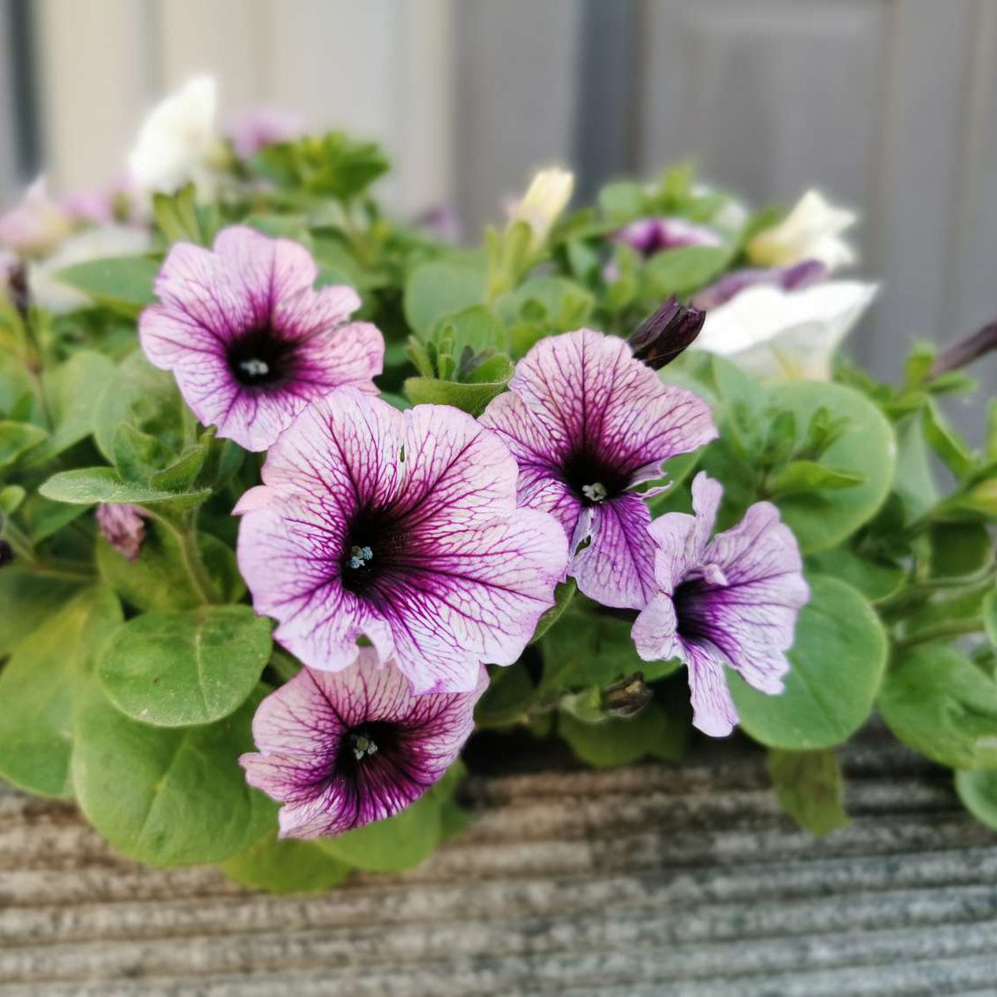 Purple Trailing Petunia Flower seeds for Planting - Seasonal Bloomer, Heirloom & GMO Free Seeds for Home Garden