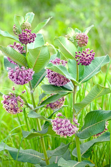 Asclepias Flower seeds for Planting Fragrant Blossoms Heirloom & GMO Free Seeds for Home Garden
