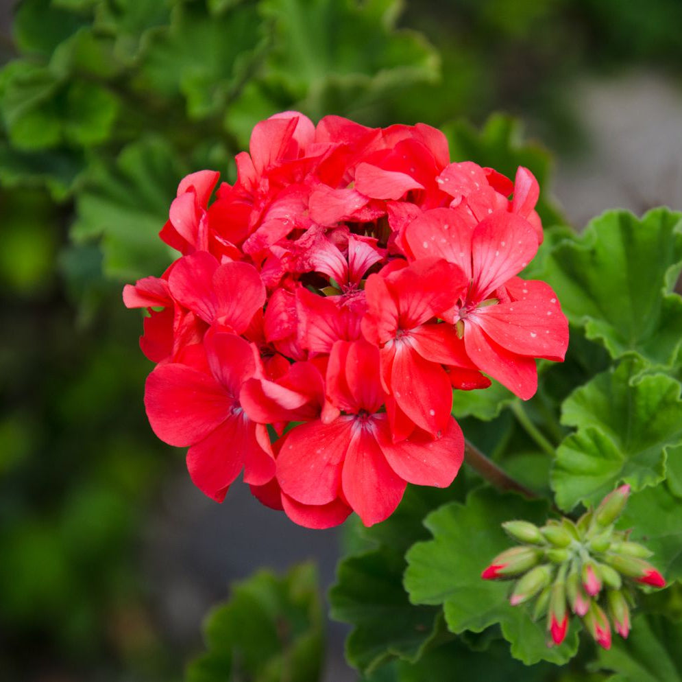 Geranium Flower seeds for Planting - Pollinator Friendly, Heirloom & GMO Free Seeds for Home Garden