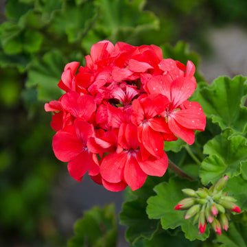 Geranium Flower seeds for Planting - Pollinator Friendly, Heirloom & GMO Free Seeds for Home Garden