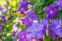 Mixed Clematis Flower seeds for Planting Fragrant Blossoms Heirloom & GMO Free Seeds for Home Garden 
 
 Sale