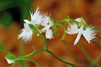 Egret Orchid Flower seeds for Planting Pollinator Friendly Heirloom & GMO Free Seeds for Home Garden